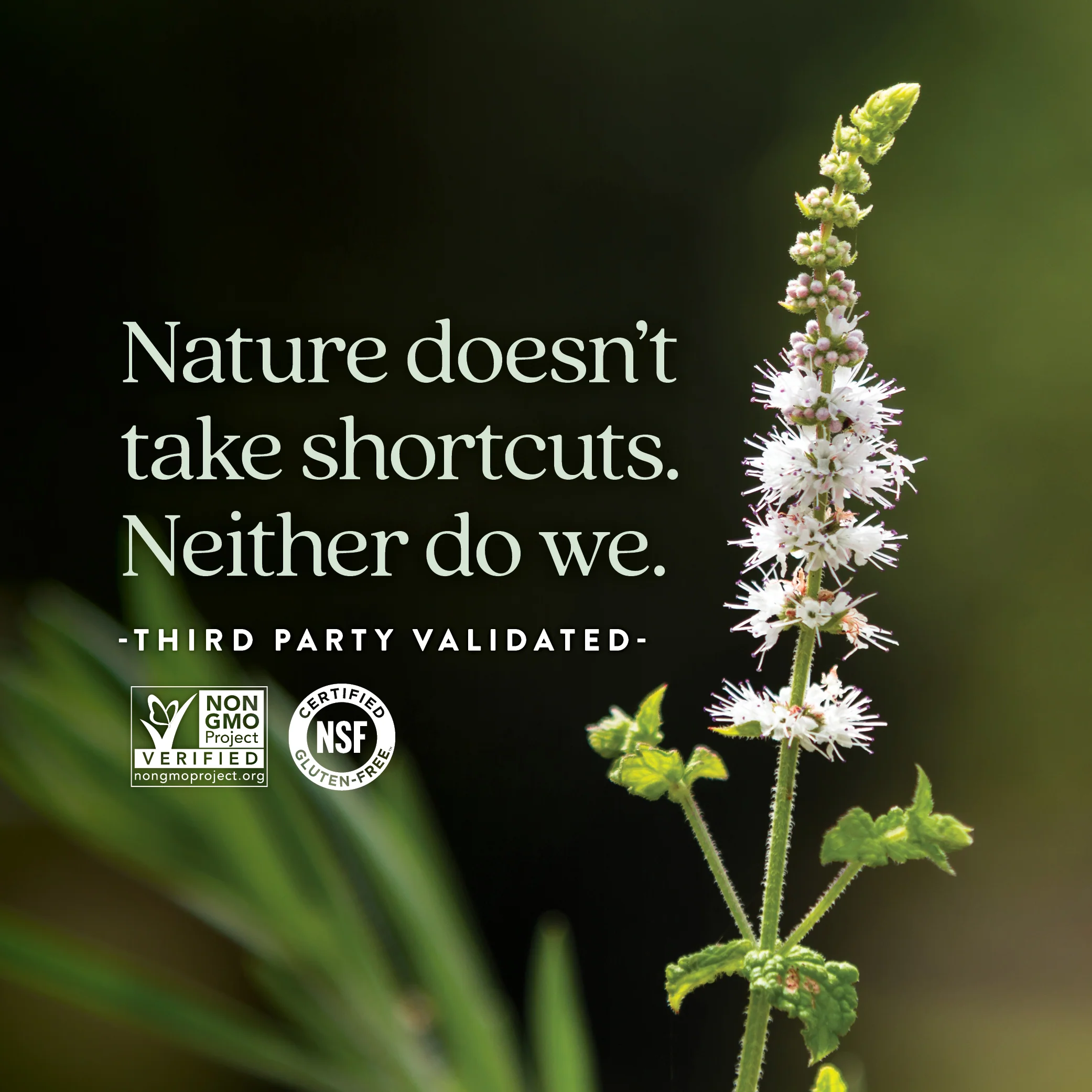 Estrotone™ Menopause Support - Image 6